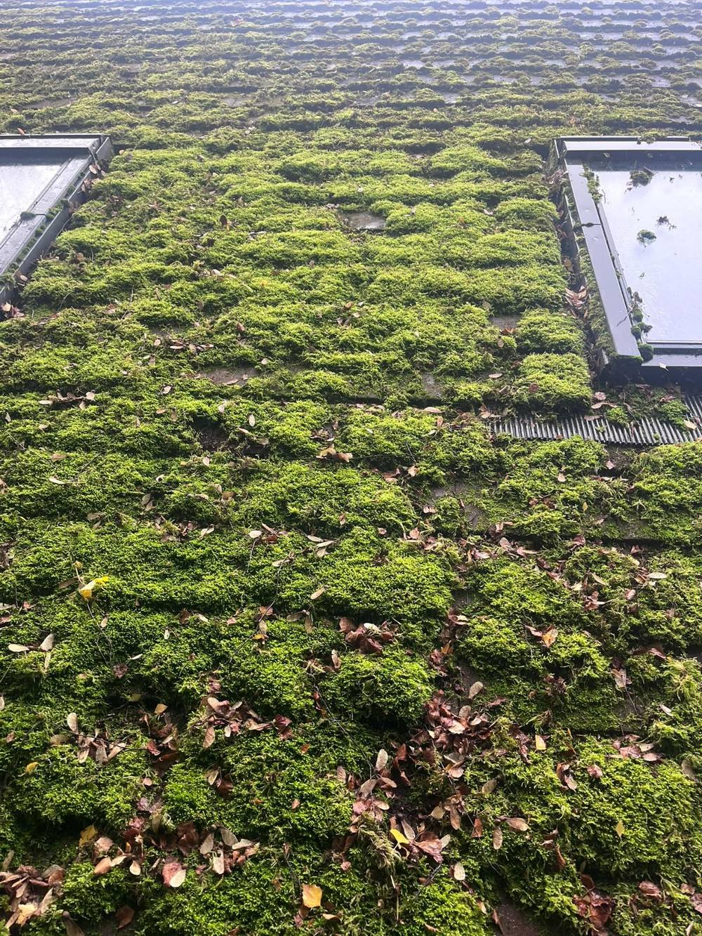 Roof tiles buried under thick green moss and fallen leaves before cleaning